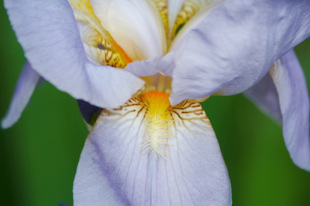 IMAGE: http://i23.photobucket.com/albums/b397/nan3182/Random/_MG_3860.jpg