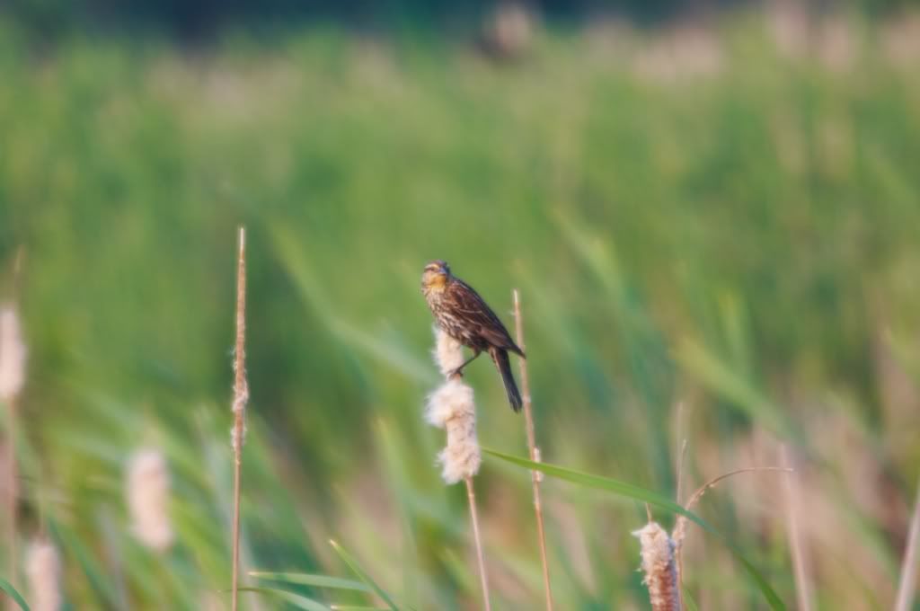 IMAGE: http://i23.photobucket.com/albums/b397/nan3182/Random/_MG_3930.jpg