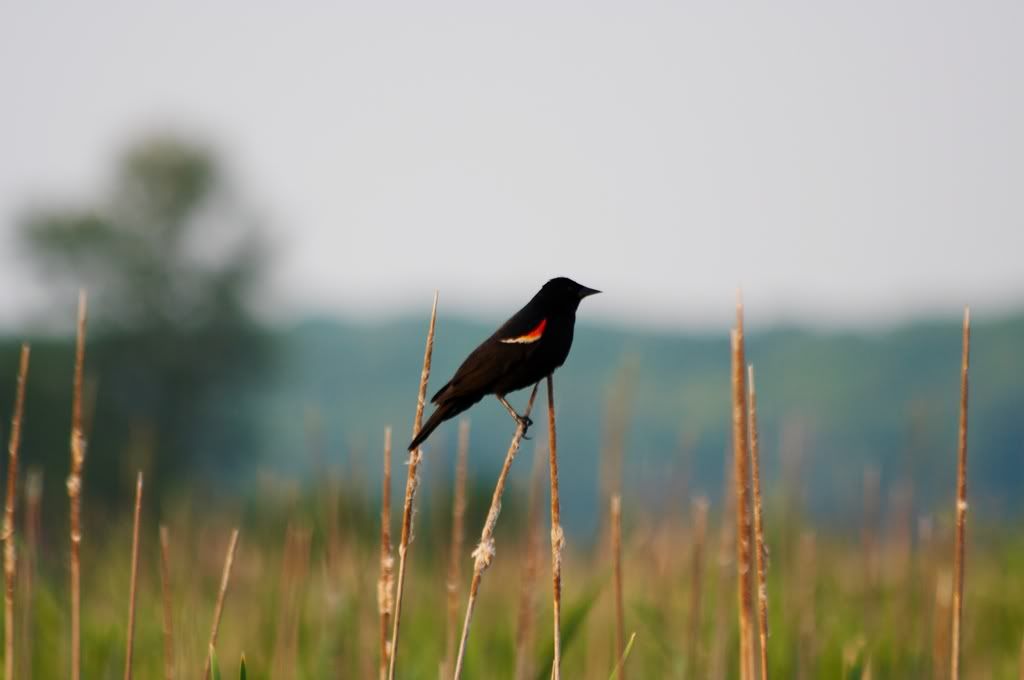 IMAGE: http://i23.photobucket.com/albums/b397/nan3182/Random/_MG_3963.jpg