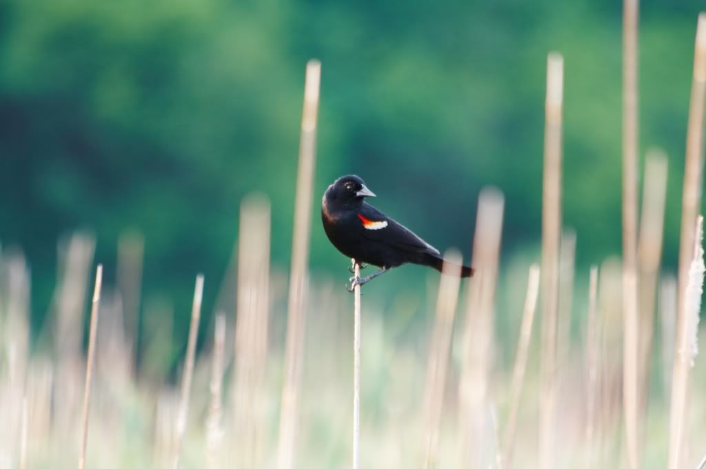 IMAGE: http://i23.photobucket.com/albums/b397/nan3182/Random/_MG_3971.jpg