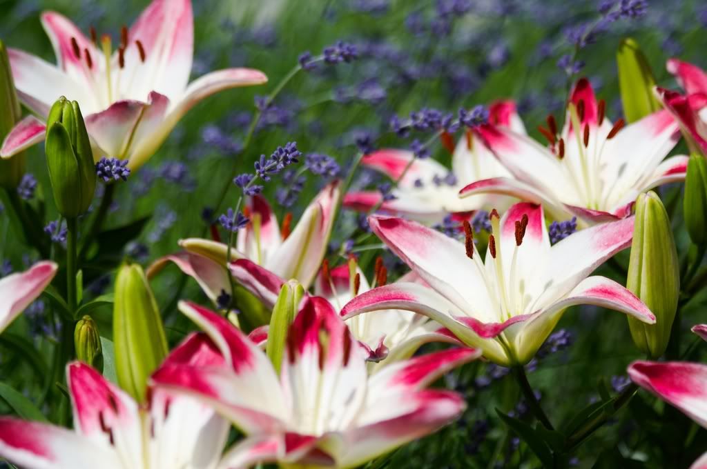 IMAGE: http://i23.photobucket.com/albums/b397/nan3182/Random/_MG_4864.jpg