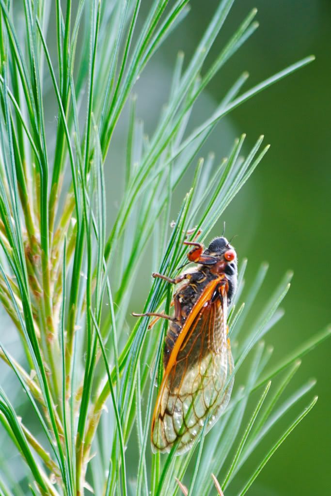 IMAGE: http://i23.photobucket.com/albums/b397/nan3182/Random/_MG_5028a.jpg