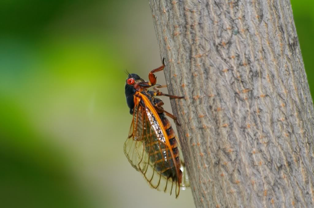 IMAGE: http://i23.photobucket.com/albums/b397/nan3182/Random/_MG_5035.jpg