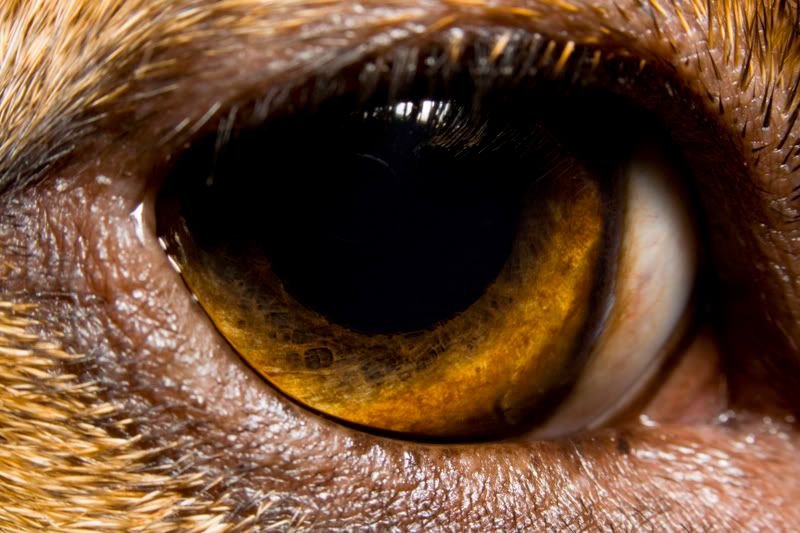 IMAGE: http://i23.photobucket.com/albums/b397/nan3182/Tucker%20and%20Jaida/_MG_0307.jpg