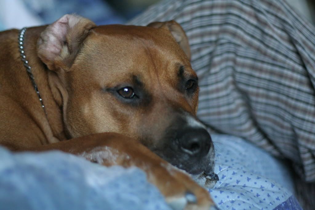 IMAGE: http://i23.photobucket.com/albums/b397/nan3182/Tucker/IMG_1829.jpg