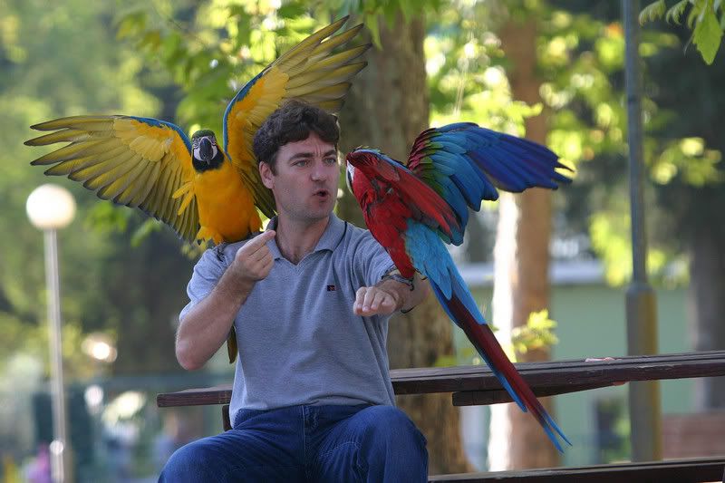 Parrots' flights, outdoor