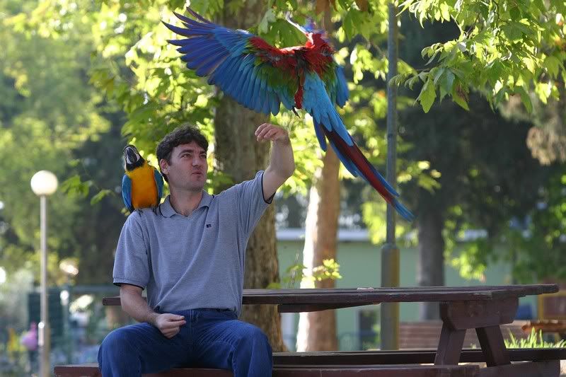 Free flight with parrots