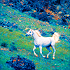 horseicon_005.png Horse image by barstr7 horseicon_005.png Horse image by barstr7