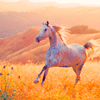 horseicon_006.png Horse image by barstr7 horseicon_006.png Horse image by barstr7
