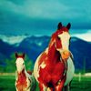 horseicon_007.png Horse image by barstr7 horseicon_007.png Horse image by barstr7