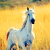 horseicon_012.png Horse image by barstr7 horseicon_012.png Horse image by barstr7