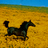 horseicon_013.png Horse image by barstr7 horseicon_013.png Horse image by barstr7