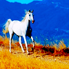 horseicon_014.png Horse image by barstr7 horseicon_014.png Horse image by barstr7