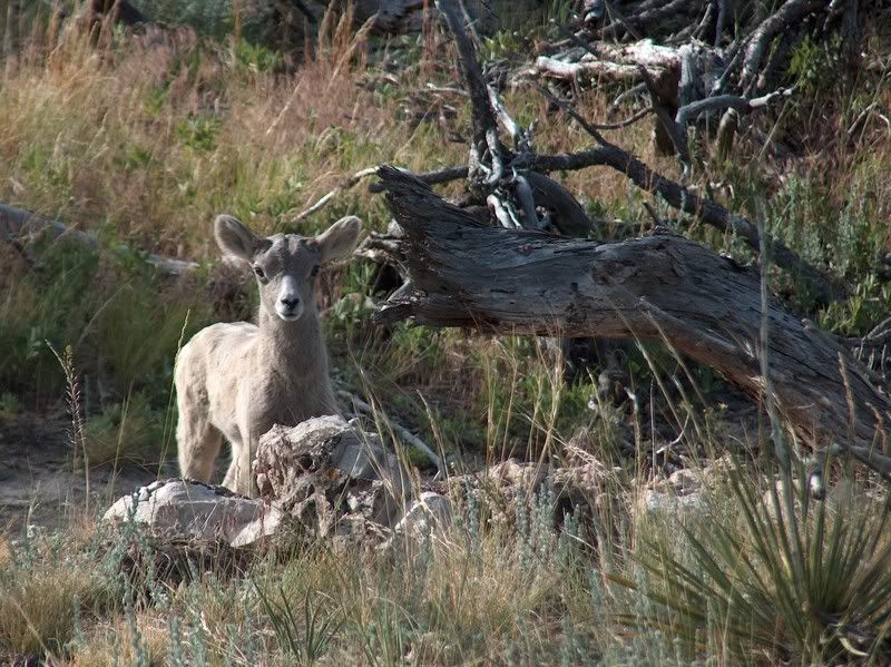 baby Mountain goat