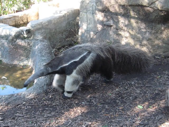 giantanteater.jpg