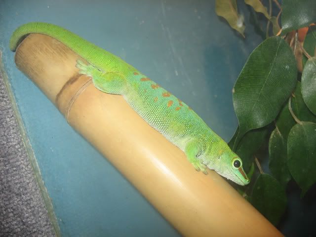 giantdaygecko.jpg