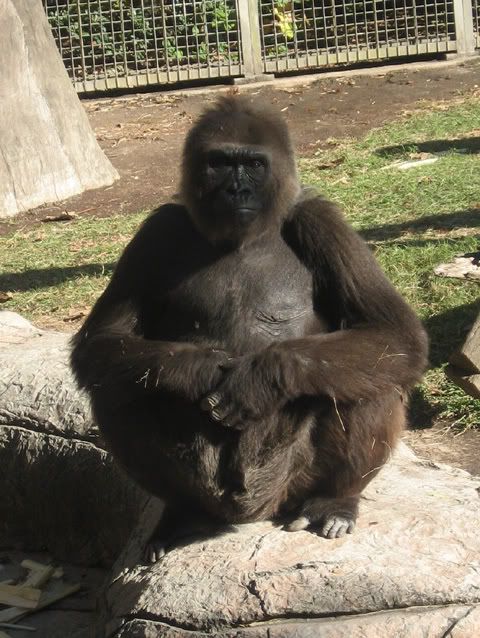 gorilla1.jpg