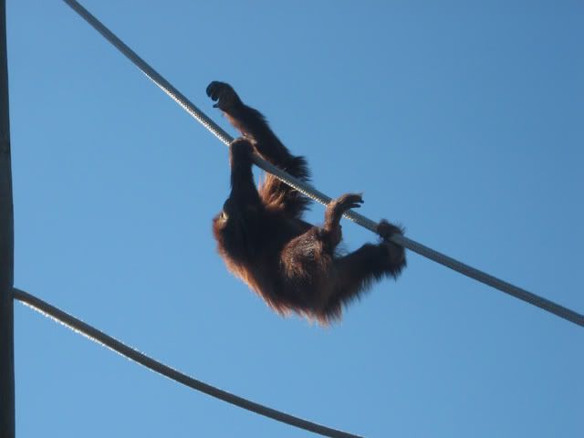 orangutan.jpg