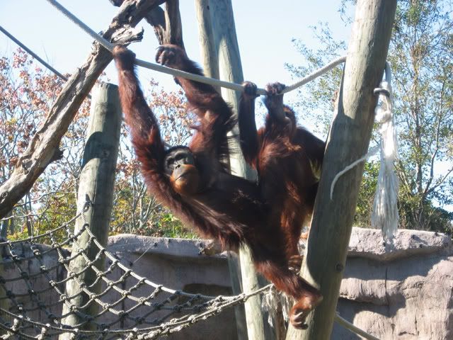 orangutan1.jpg