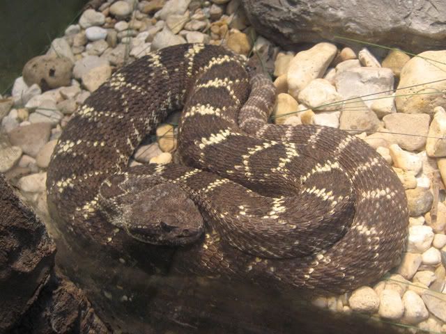 rattler3.jpg