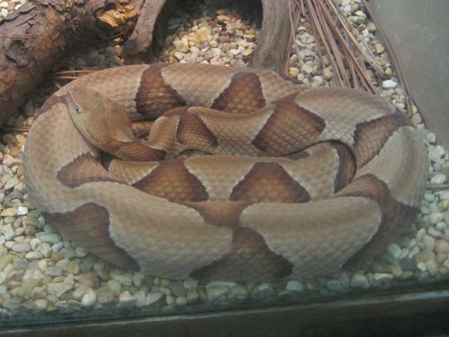 southerncopperhead.jpg