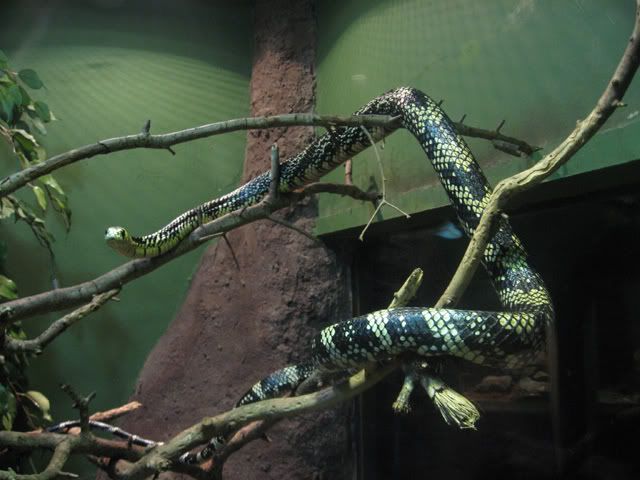 tigerratsnake.jpg