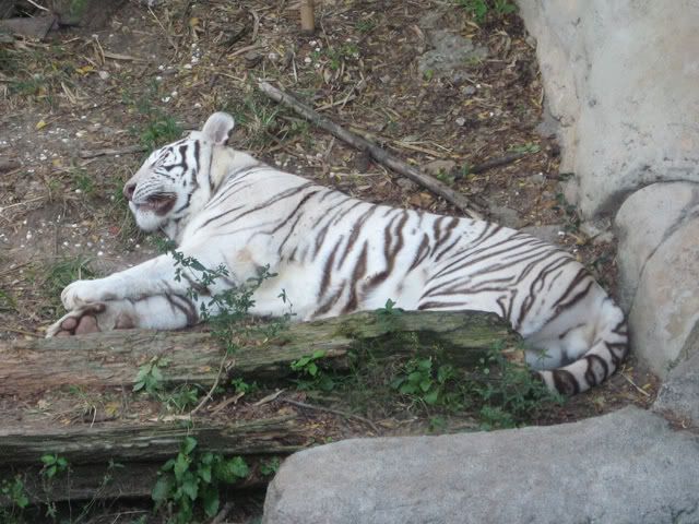 whitetiger.jpg