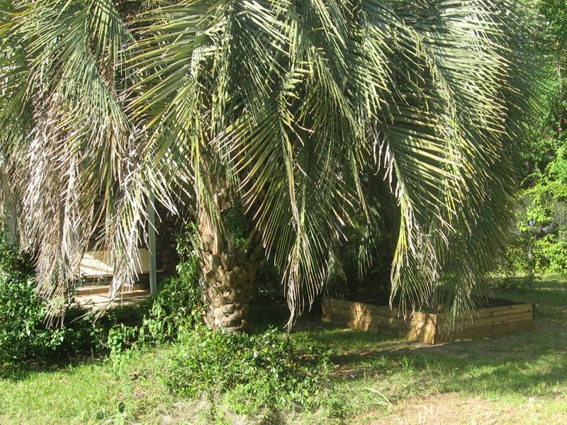 palmettotree1.jpg