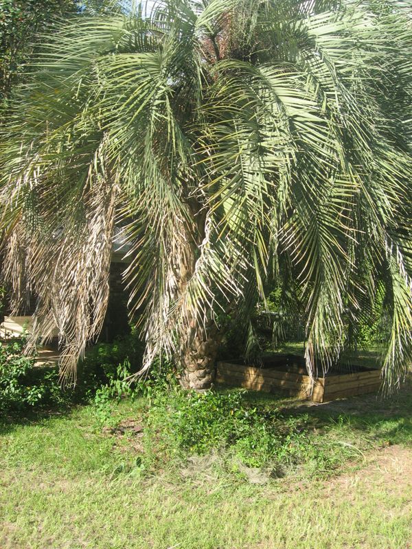 palmettotree2.jpg