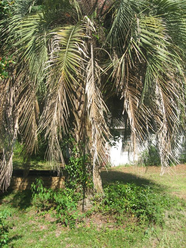 palmettotree3.jpg
