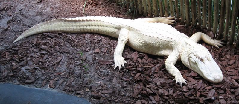 albino_alligator1.jpg