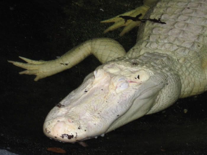 albino_alligator2.jpg