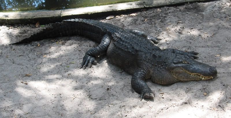 alligator1.jpg