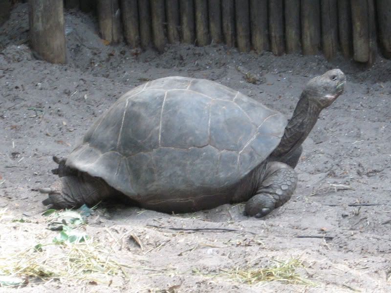 giant_tortoise.jpg