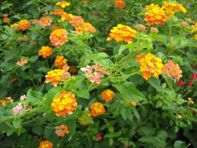 The Hummingbird Forum: Lantana standard attempt