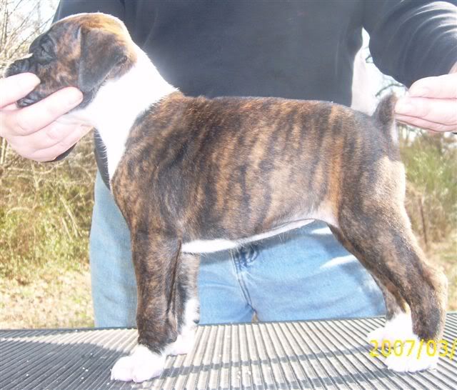 HannahFemale5wk1.jpg picture by vomschattenboxen