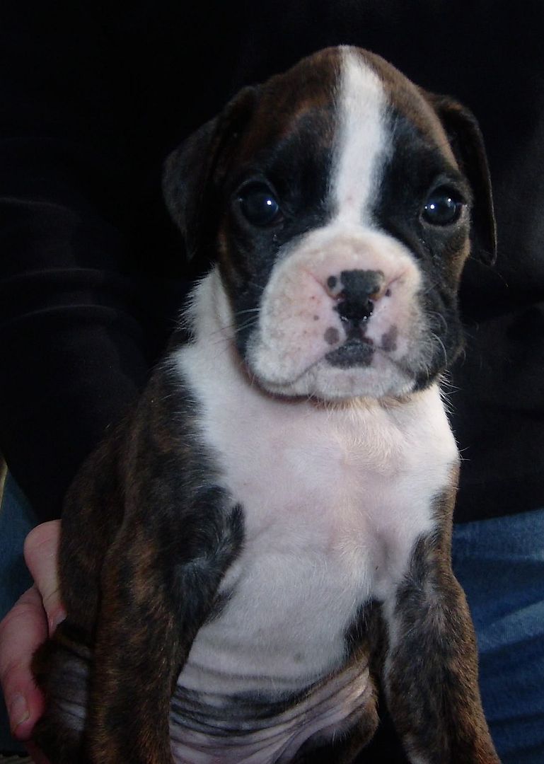 HannahFemale5wk2.jpg picture by vomschattenboxen