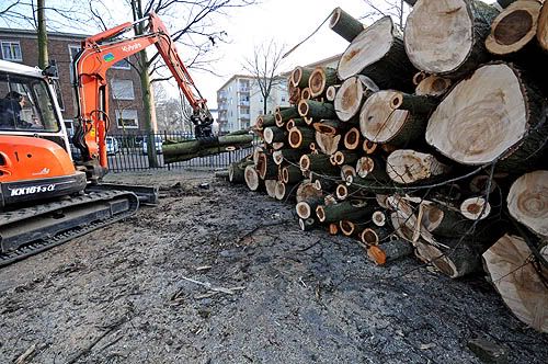 gekapte bomen