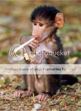 monkeysmoke.jpg
