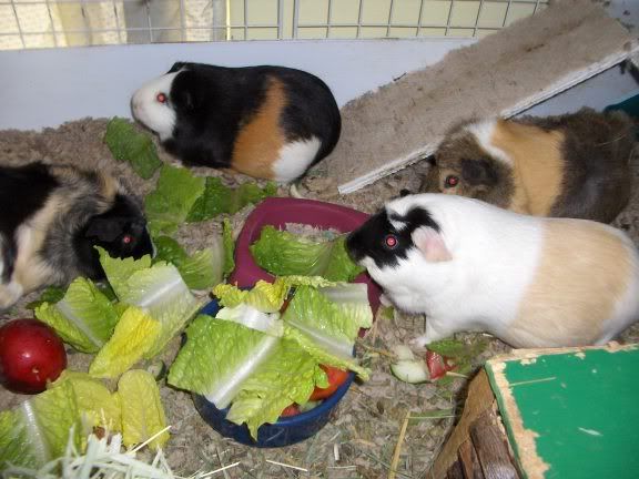 Guineapigs065.jpg