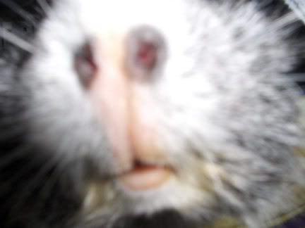Maudesnose.jpg