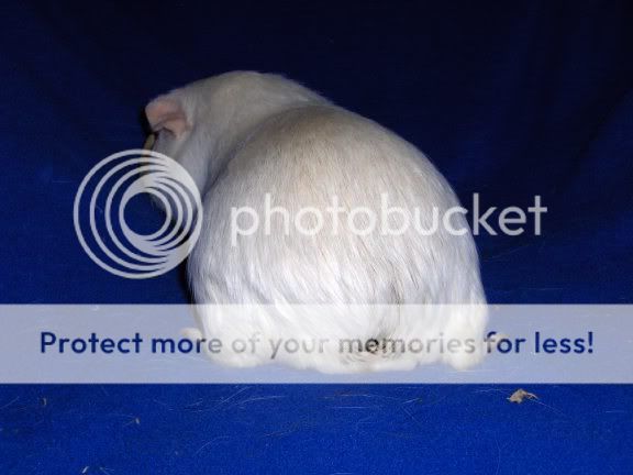 Piggliephoto065.jpg