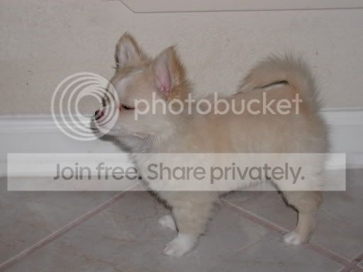 Daisy in all her cuteness power.