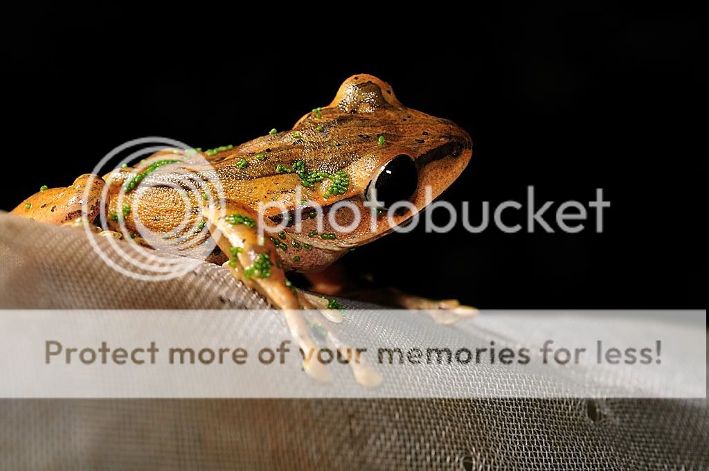 白耳树蛙图片