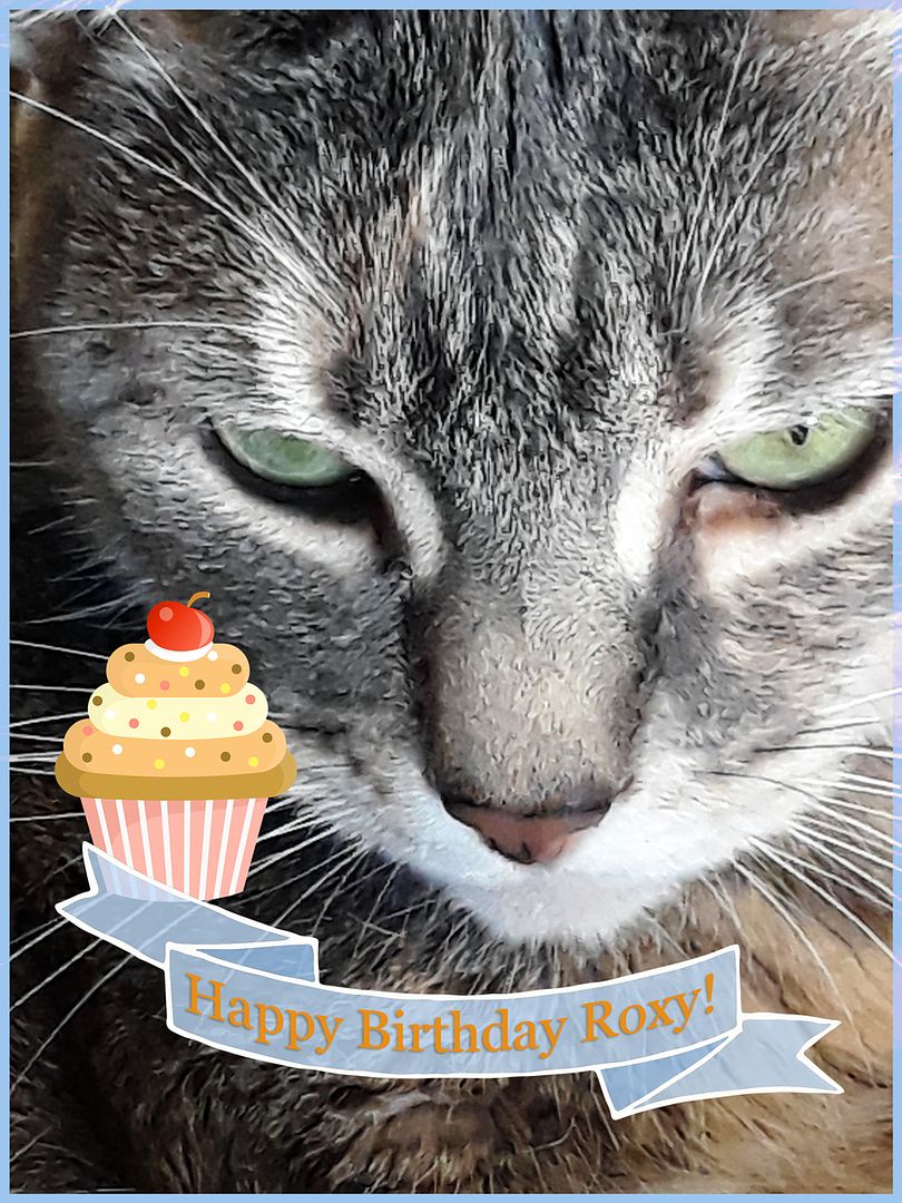 Roxy Kitteh nine years birthday/adoption