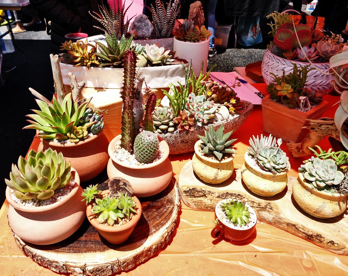 cactus display at pick pico neighborhood fair