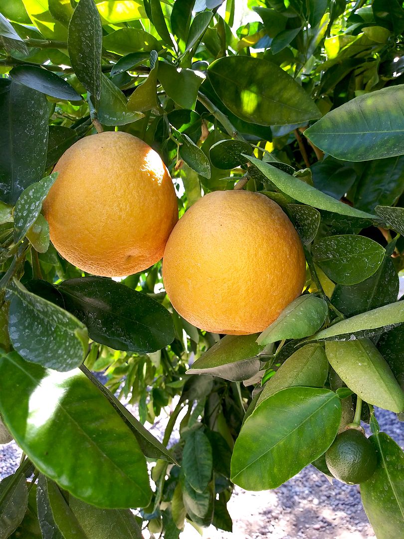 grapefruit duo