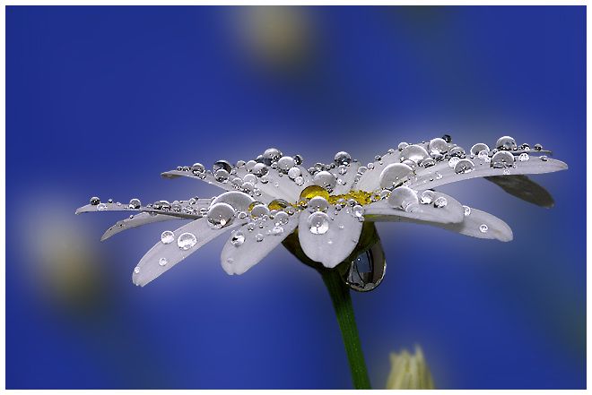 Photograph of the Day: Water Drops – Lingua Franca